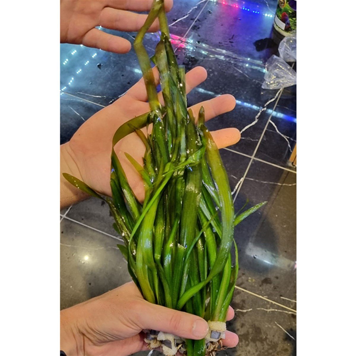 Vallisneria gigantea ' Green'GLB610