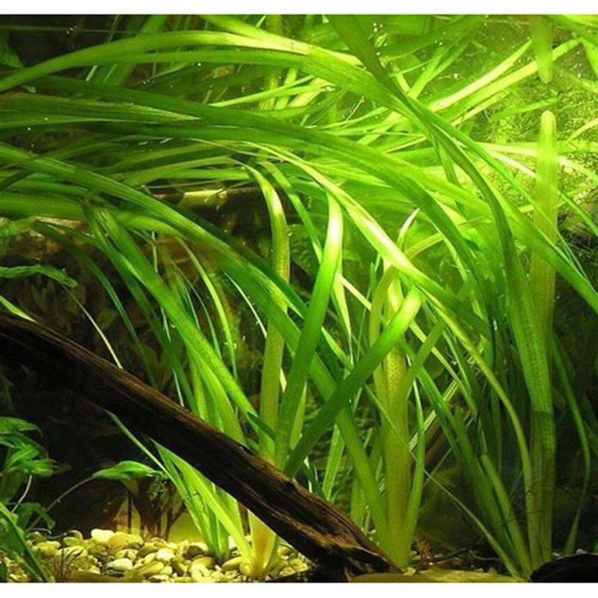 Vallisneria gigantea ' Green'GLB610