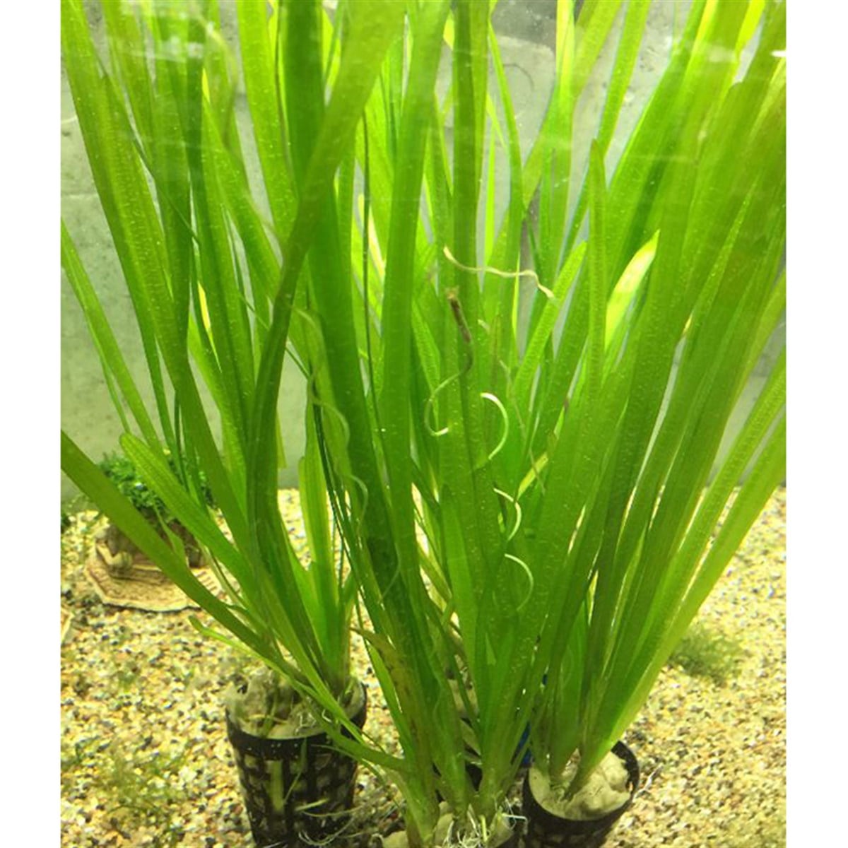 Vallisneria spiralisGLB614