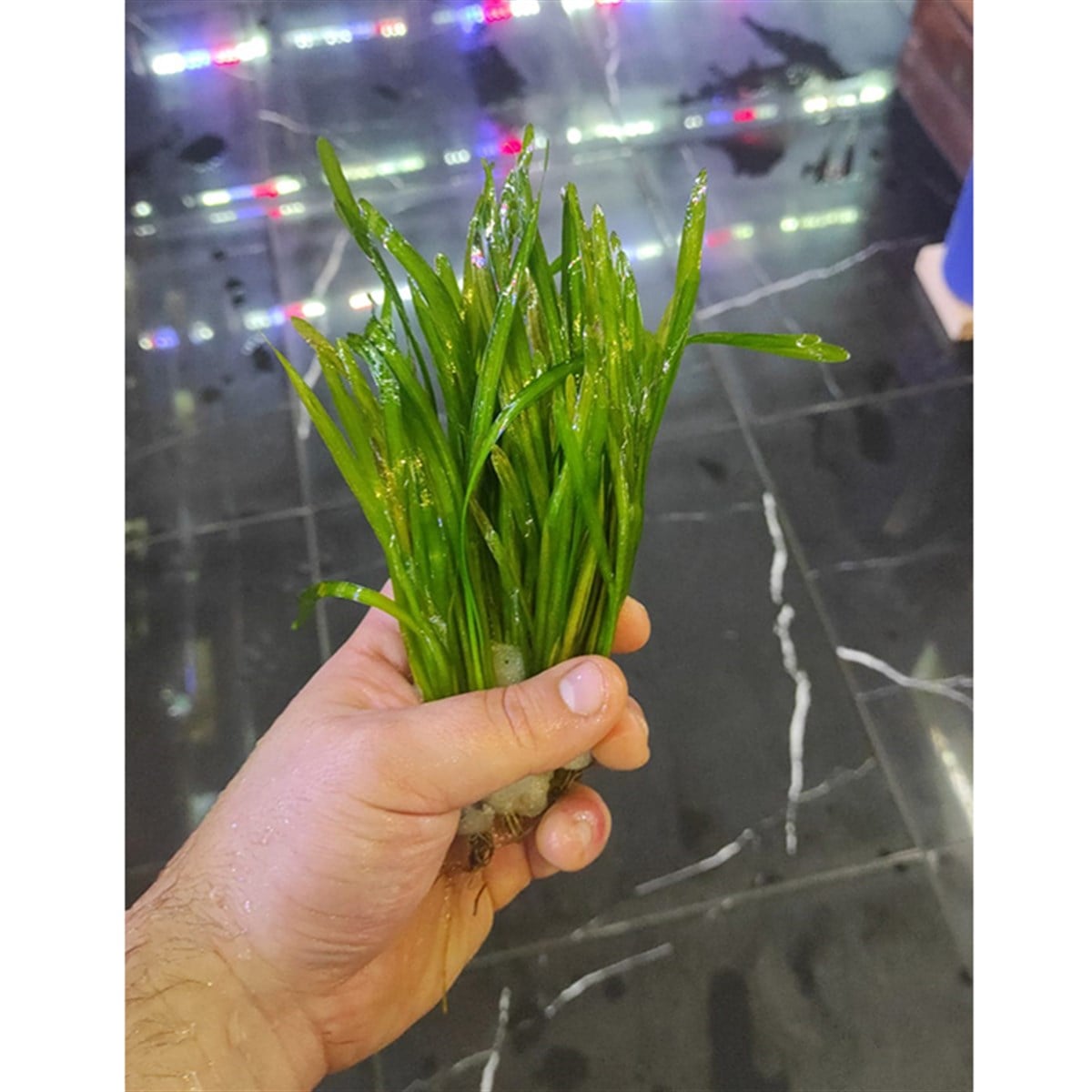 Vallisneria spiralisGLB614