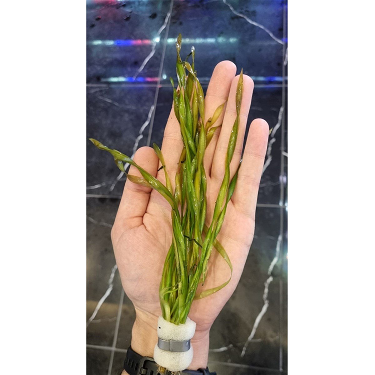 Vallisneria Twisted3256a