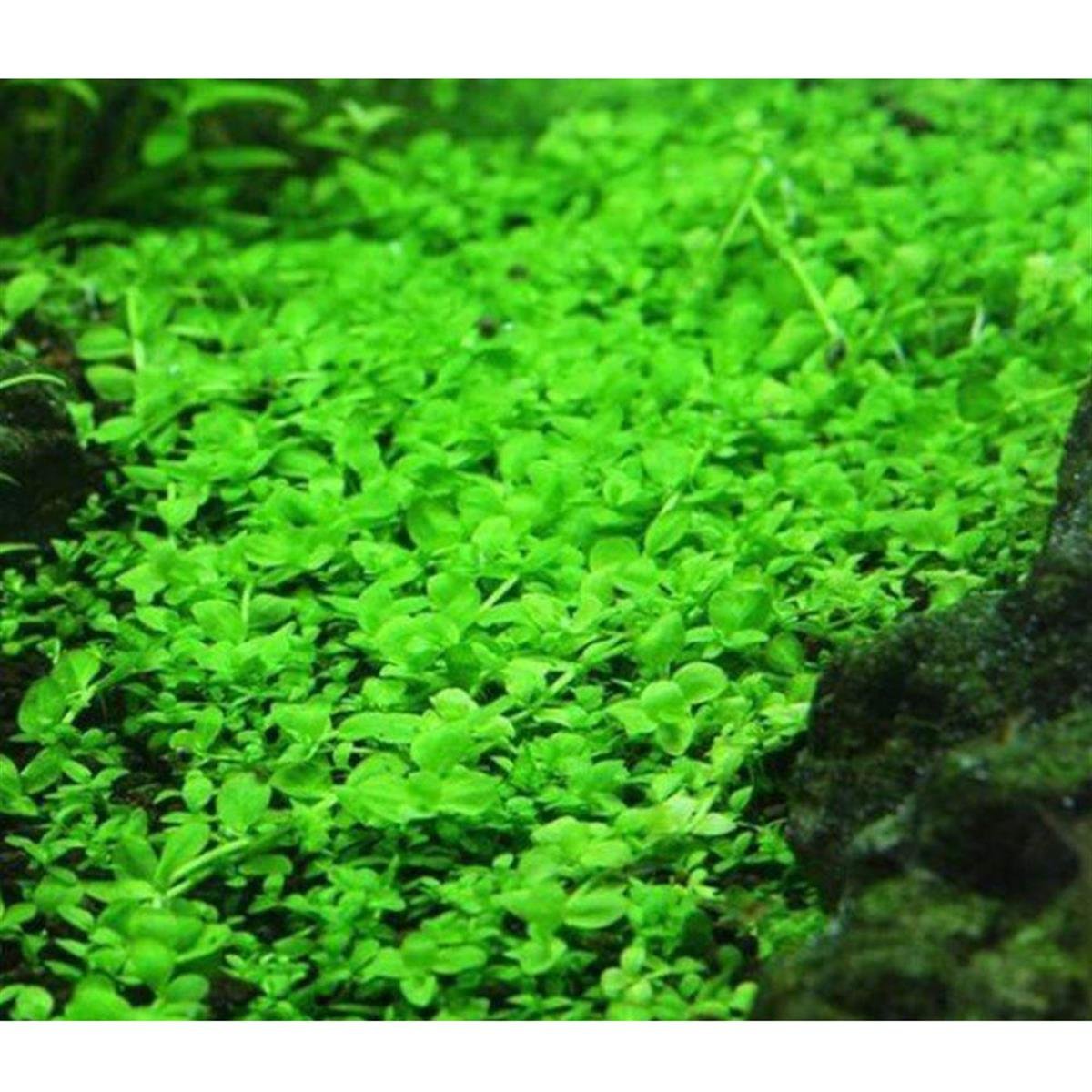 VİYÖL MONTE CARLO 3 CM X 3 CM CREQUAVCRMONTE