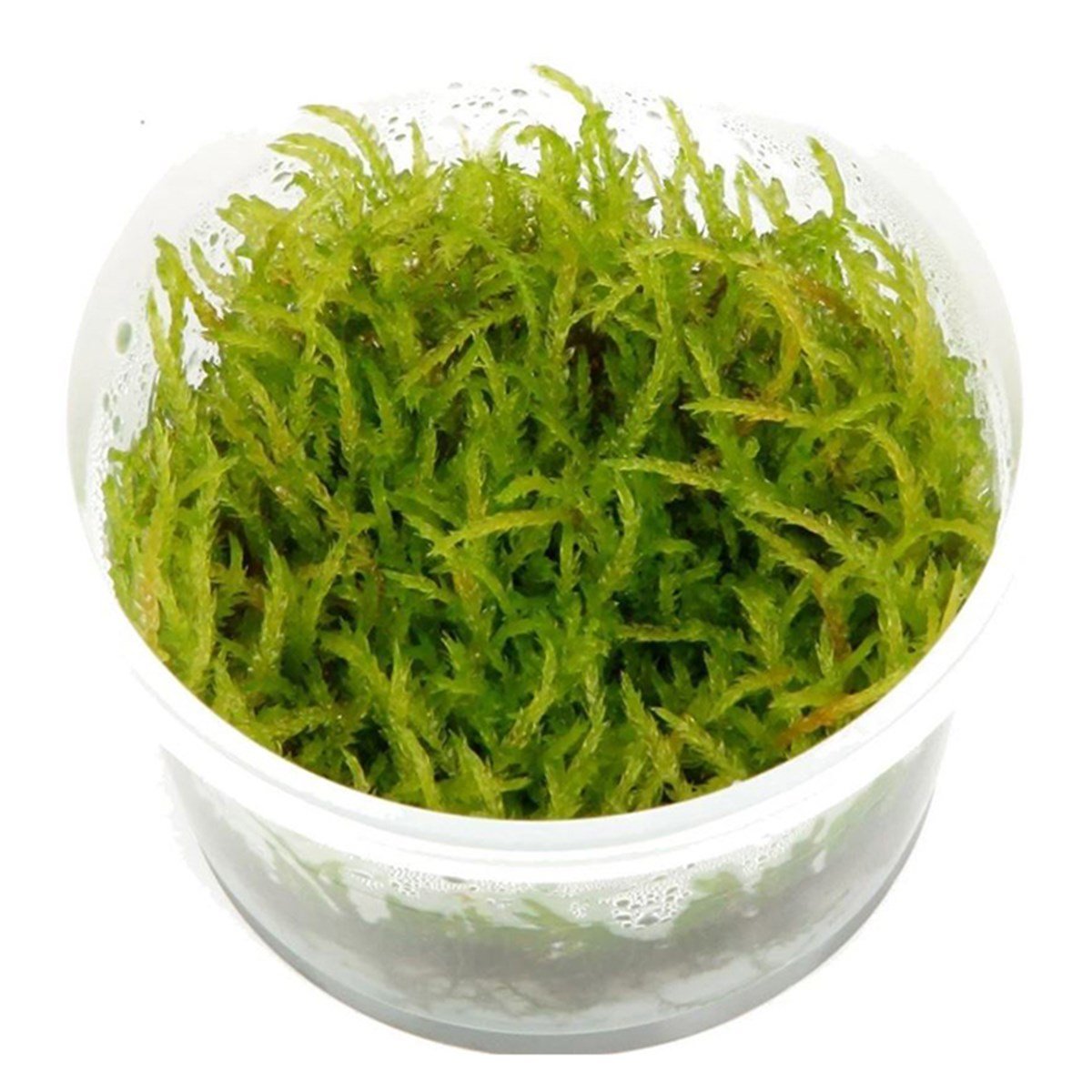 WeepingMossWeeping