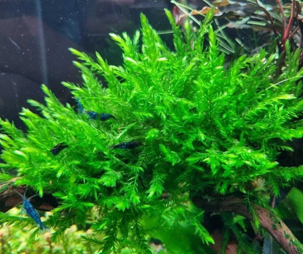 WİLLOW MOSS 5 GR KAPWLLWM