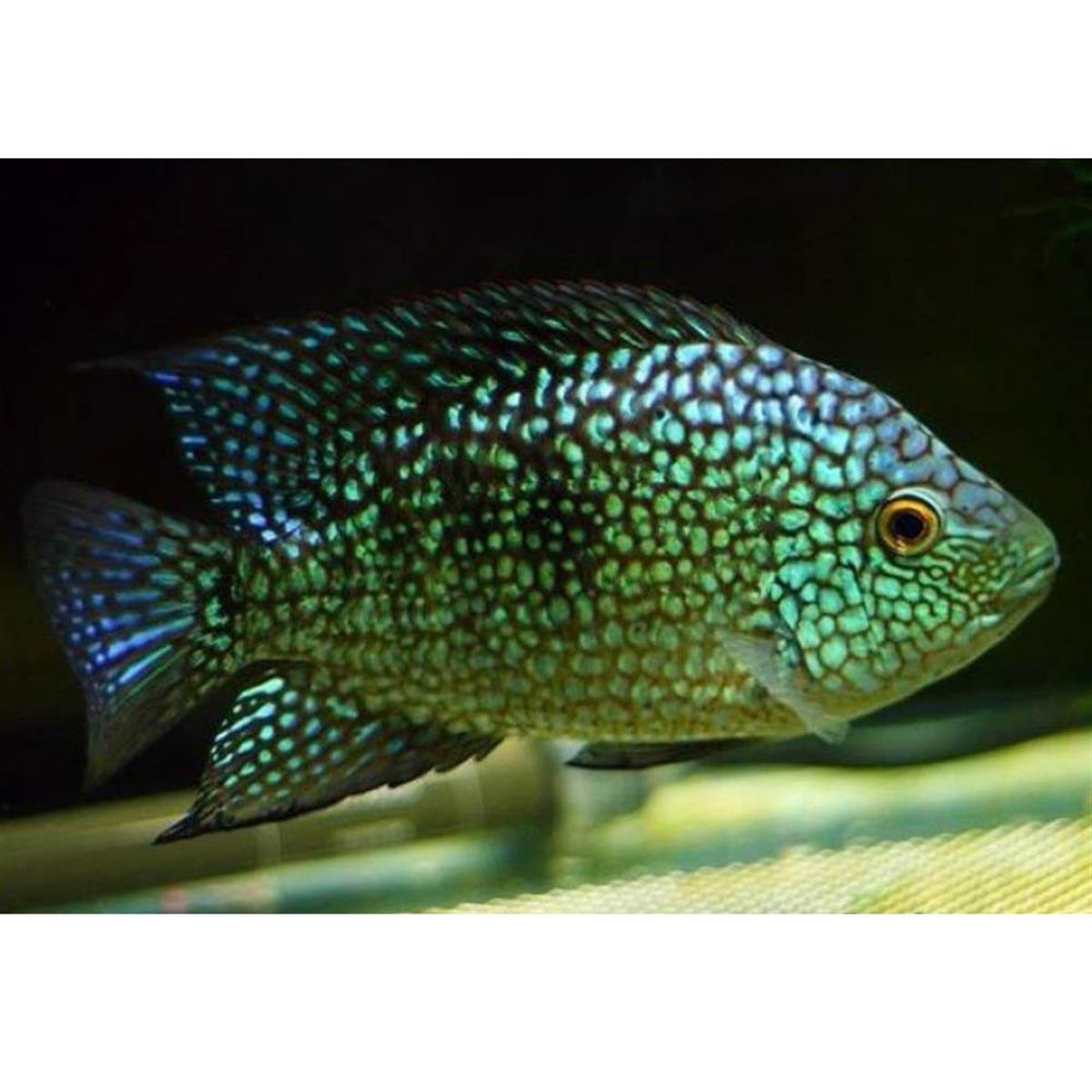 Yeşil Teksas Cikletcanlı-397