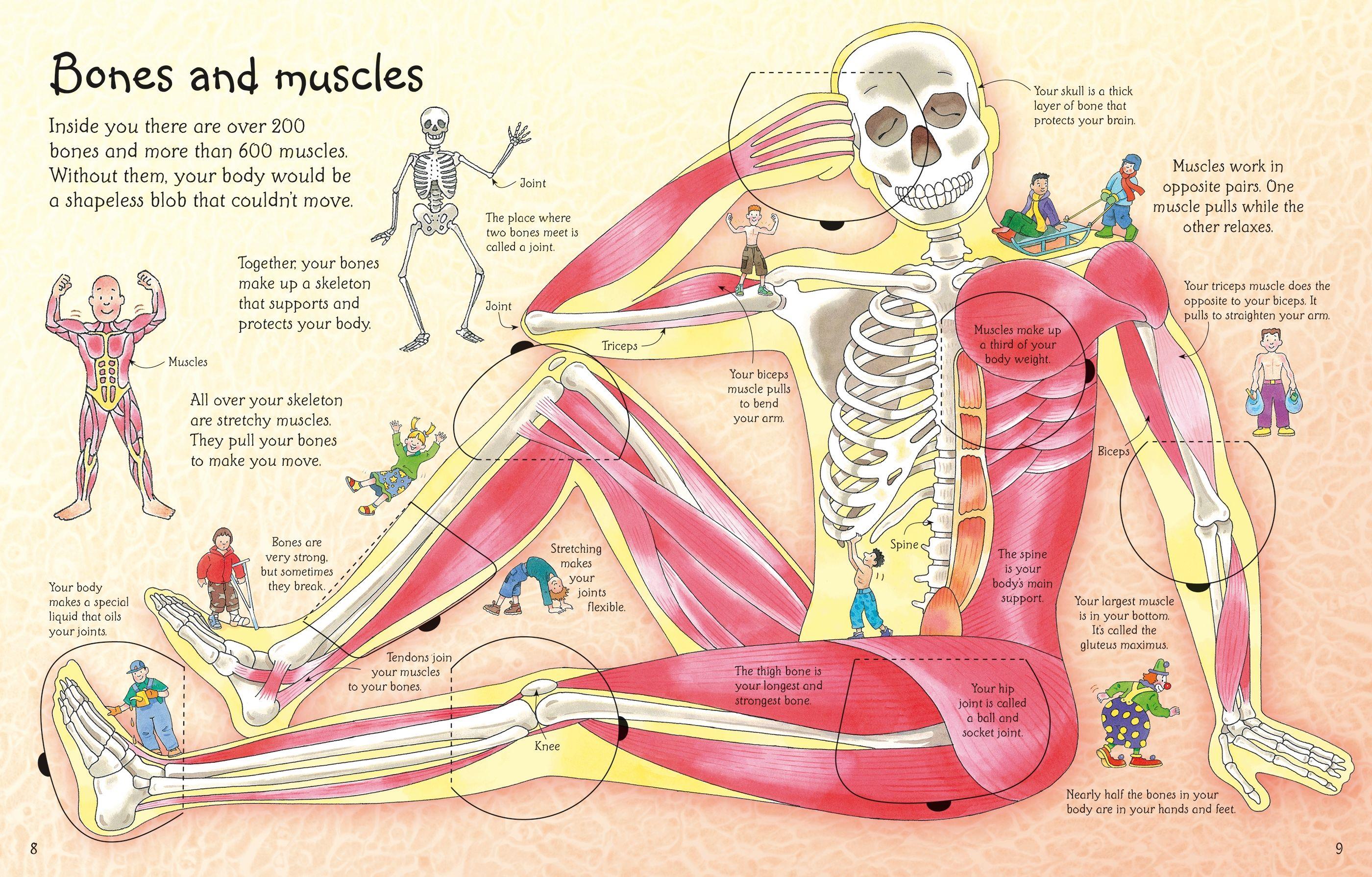 USB - See Inside Your Body HB