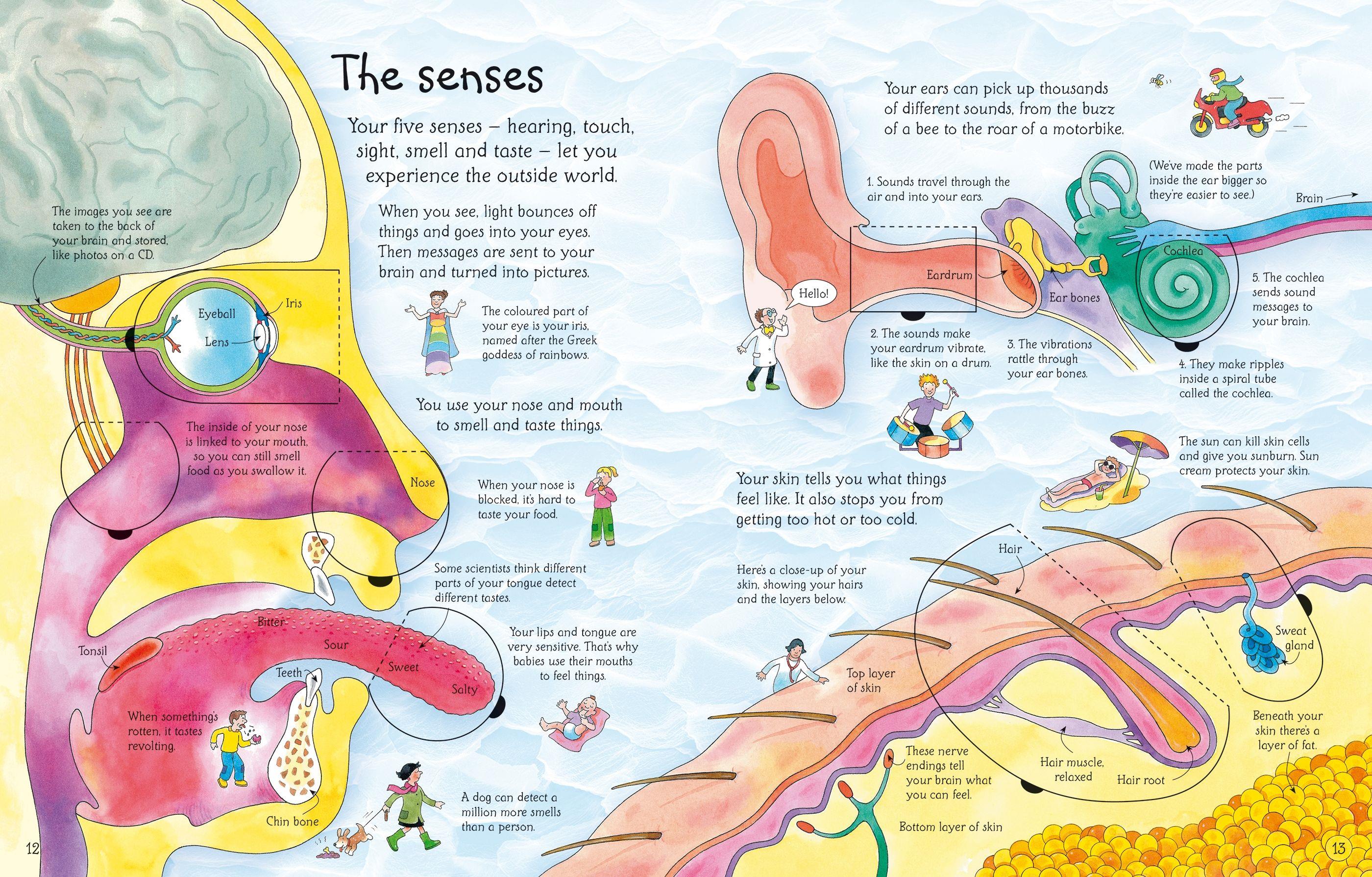 USB - See Inside Your Body HB