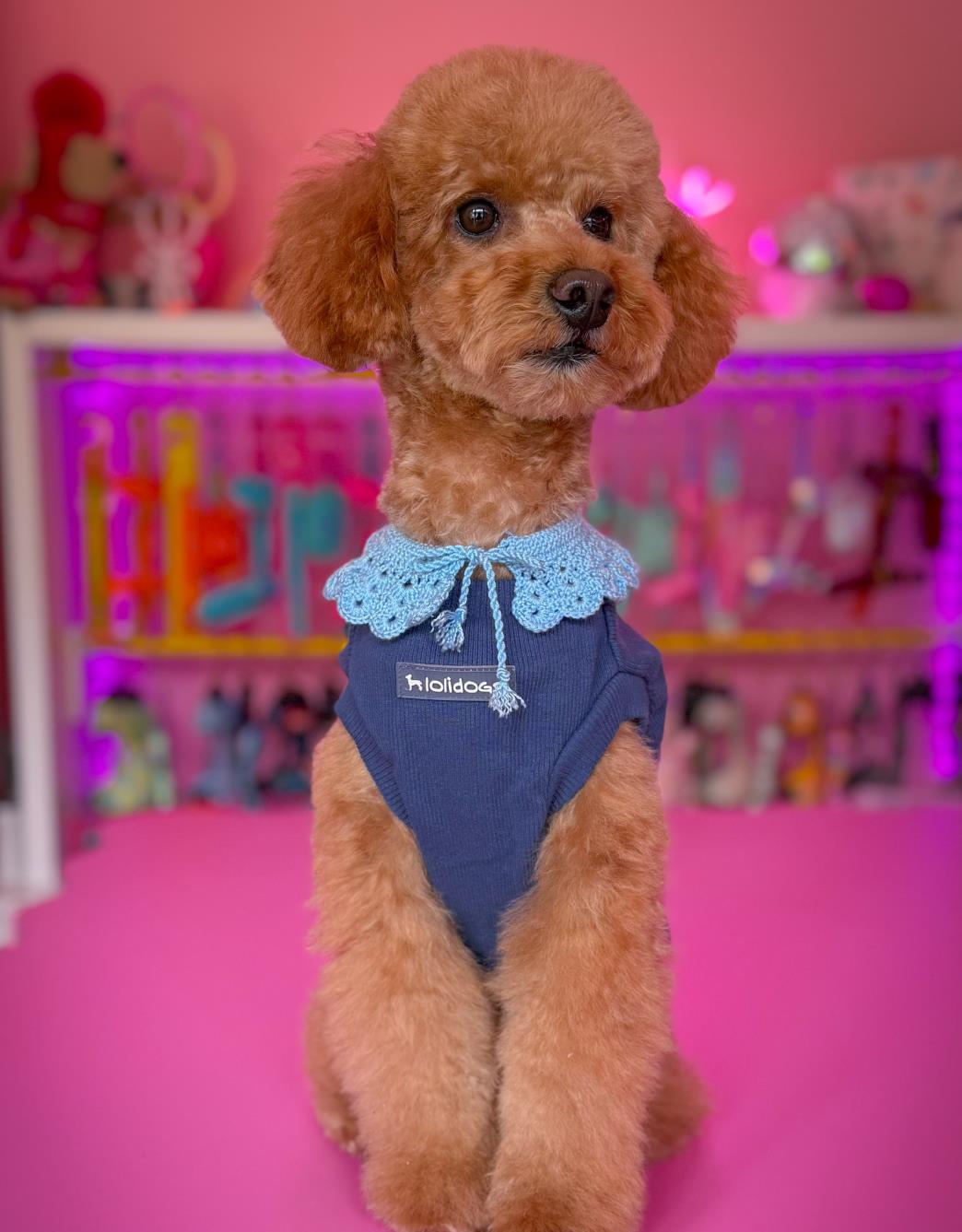 Lolidogs Basics | Cotton