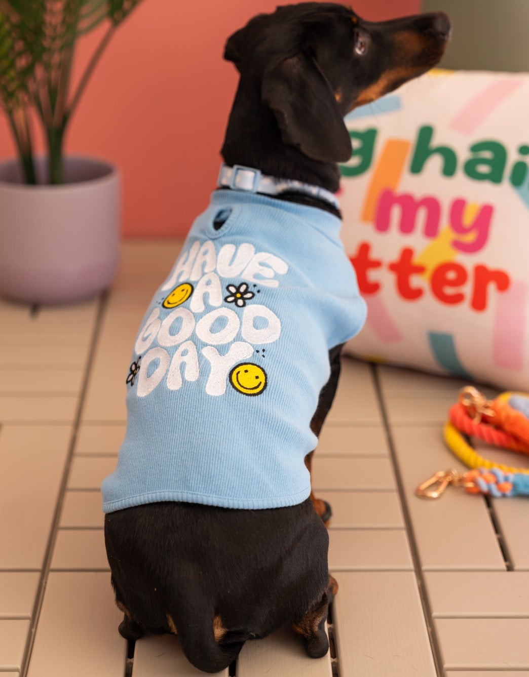 Lolidogs Basics | Have A Good Day