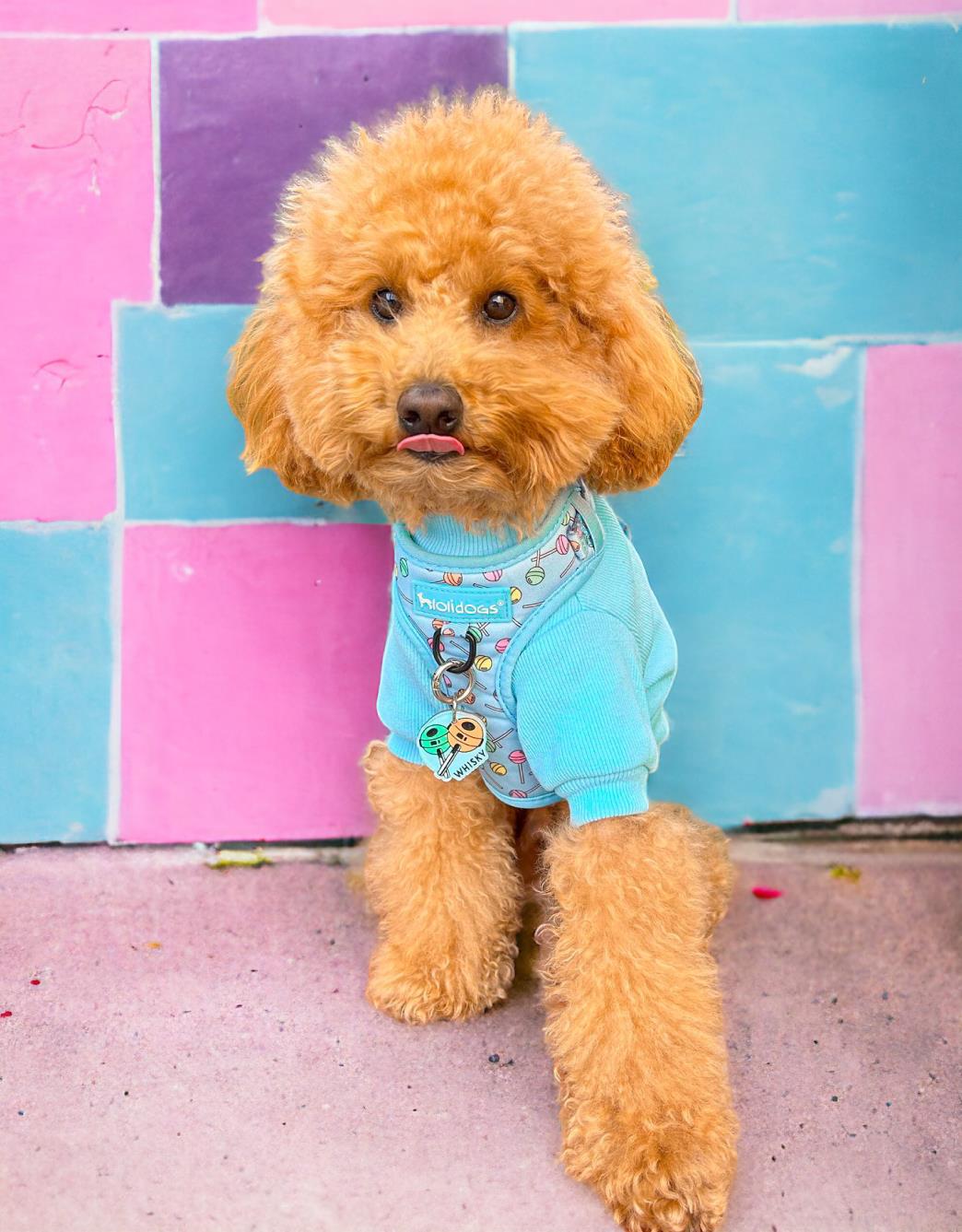 Lolidogs Basics - Kaşkorse Köpek Sweatshirtü Baby Blue Mavi
