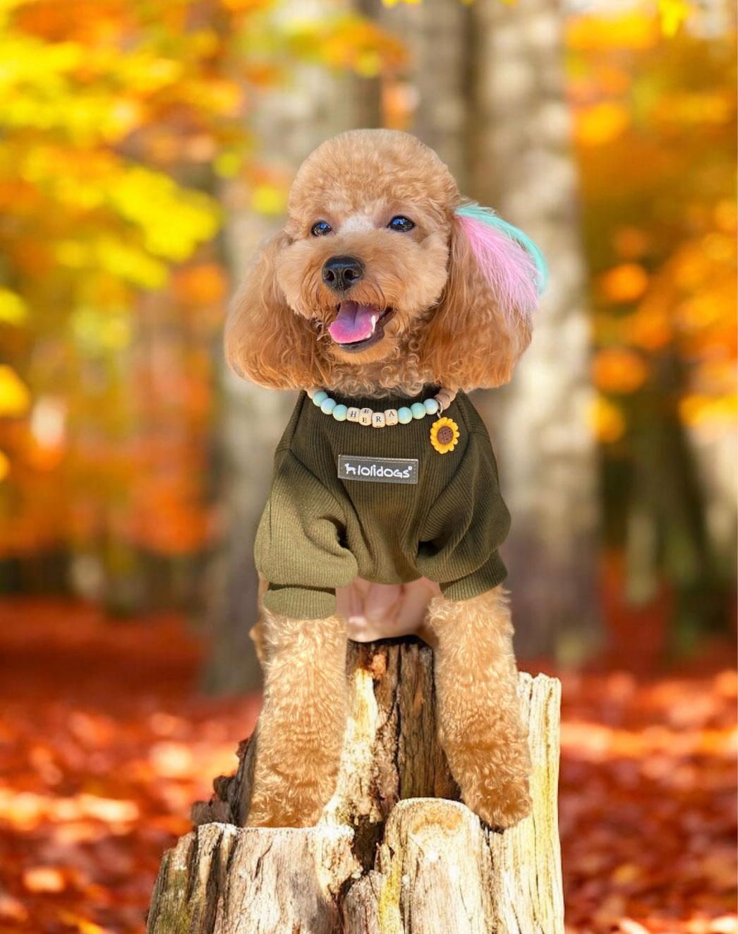 Lolidogs Basic Dog Sweatshirt Army