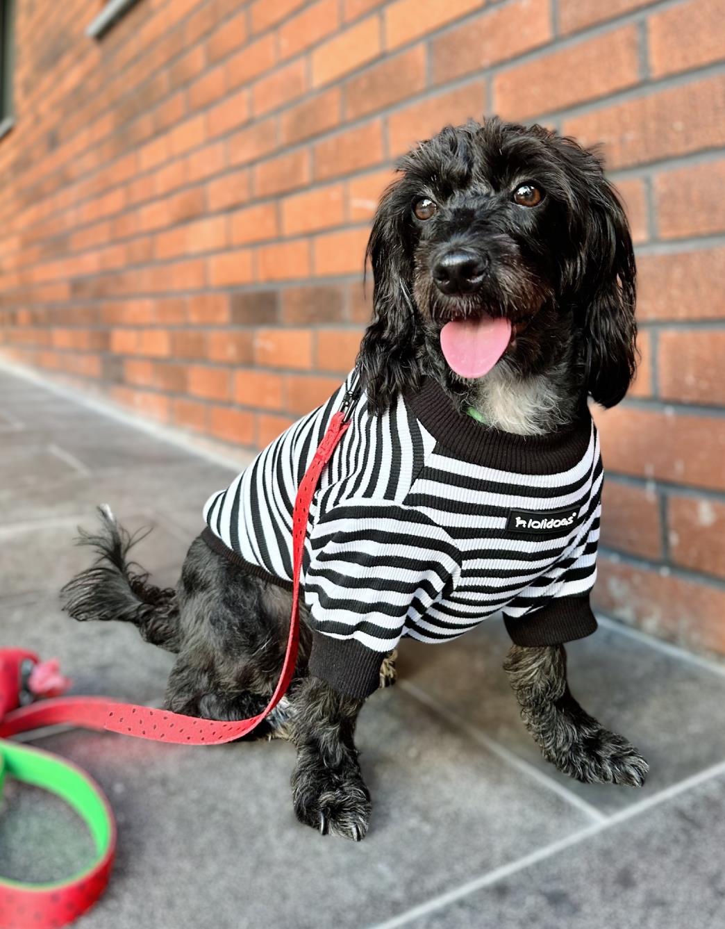 Lolidogs Basics - Kaşkorse Köpek Sweatshirtü Dalton