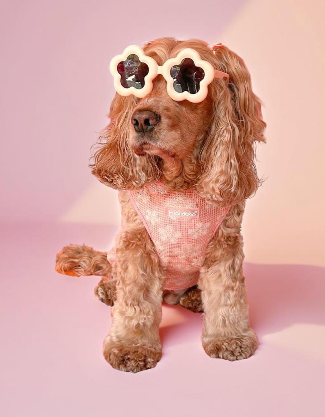 Lolidogs Basics - Kaşkorse Köpek Sweatshirtü Sparkle Flowers