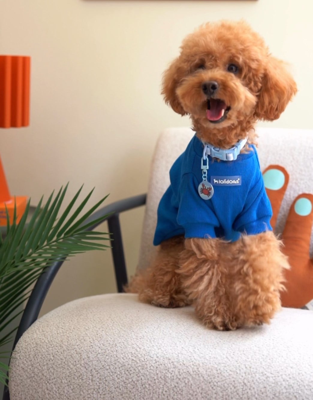 Lolidogs Basics | Navy
