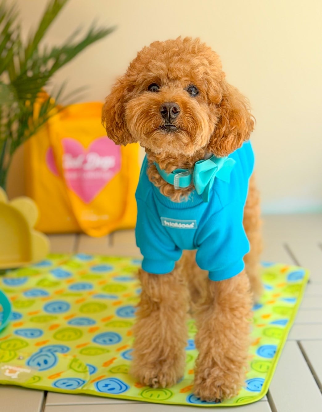 Lolidogs Basics | Ocean