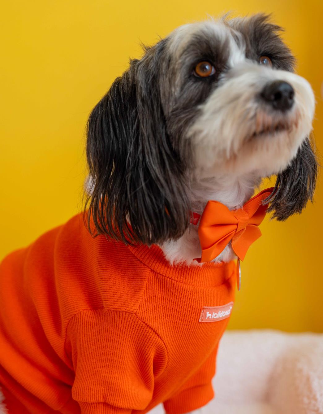 Lolidogs Basics | Pumpkin