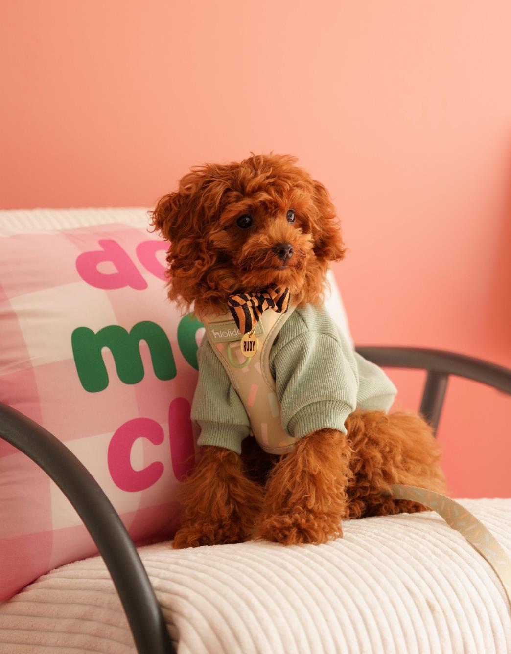 Lolidogs Basics | Sage