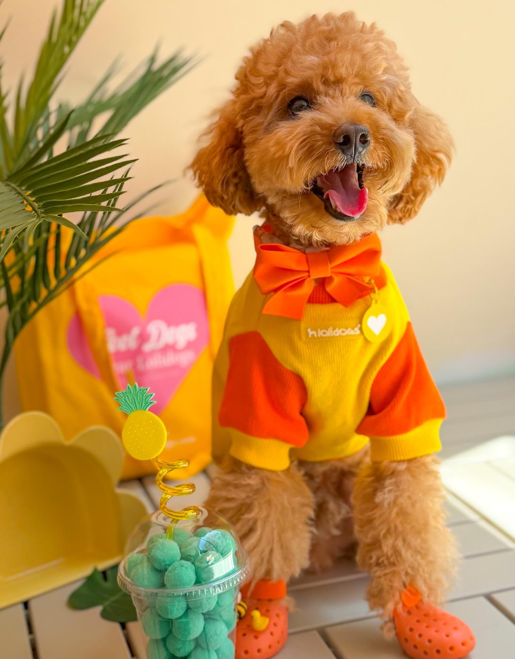 Lolidogs Basics | Solar