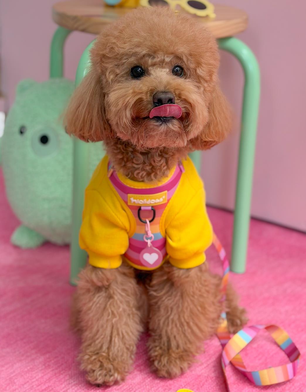 Lolidogs Basics | Sunny