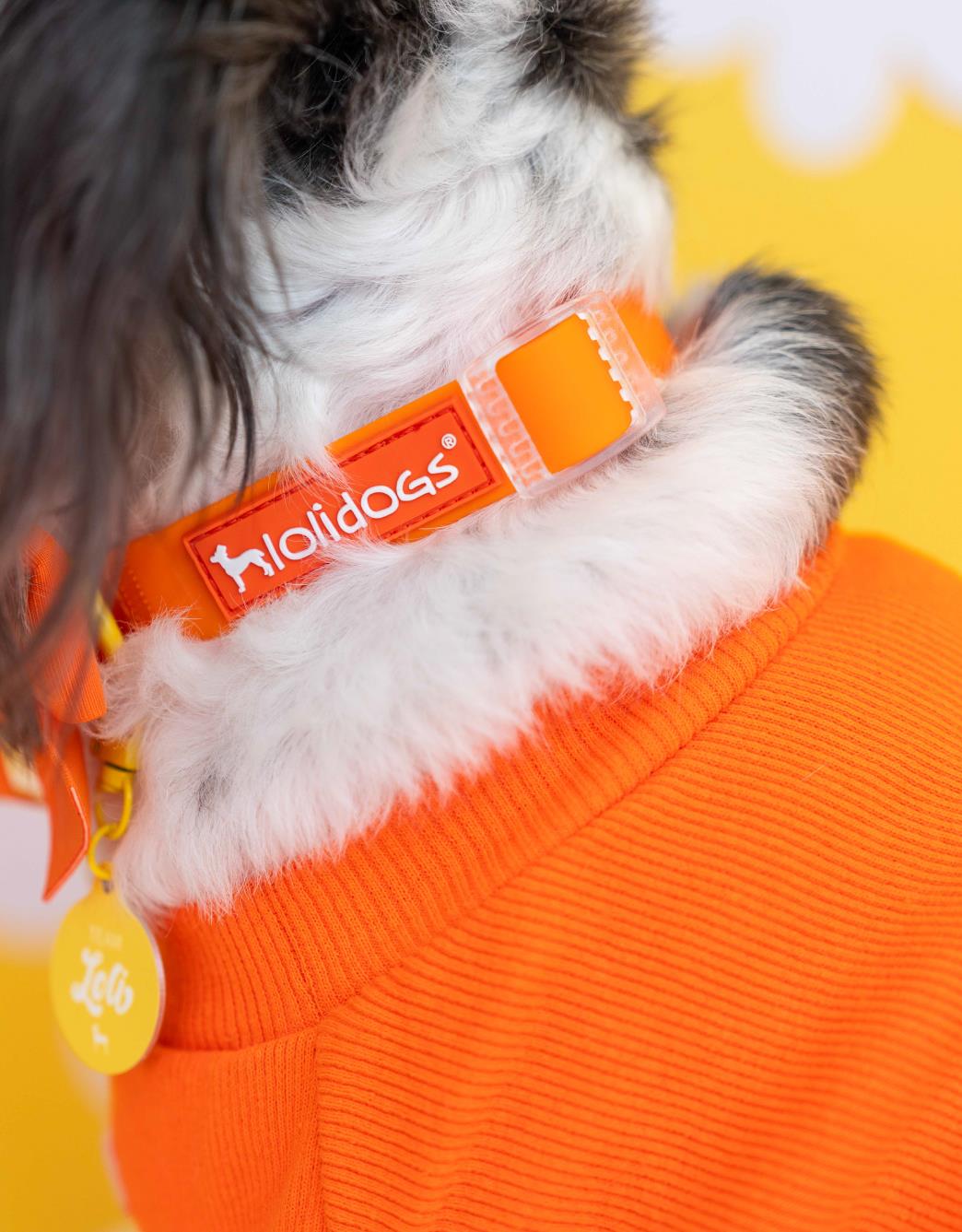 Lolidogs Jelly Collection Köpek Boyun Tasması Mango
