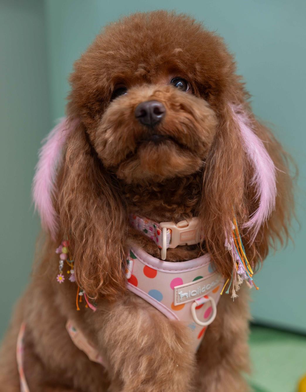 Lolidogs Köpek Boyun Tasması | Cloud
