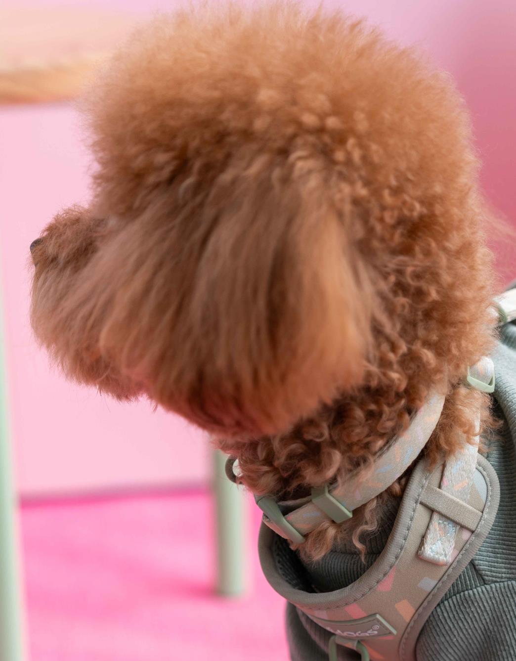 Lolidogs Köpek Boyun Tasması | Sprinkle