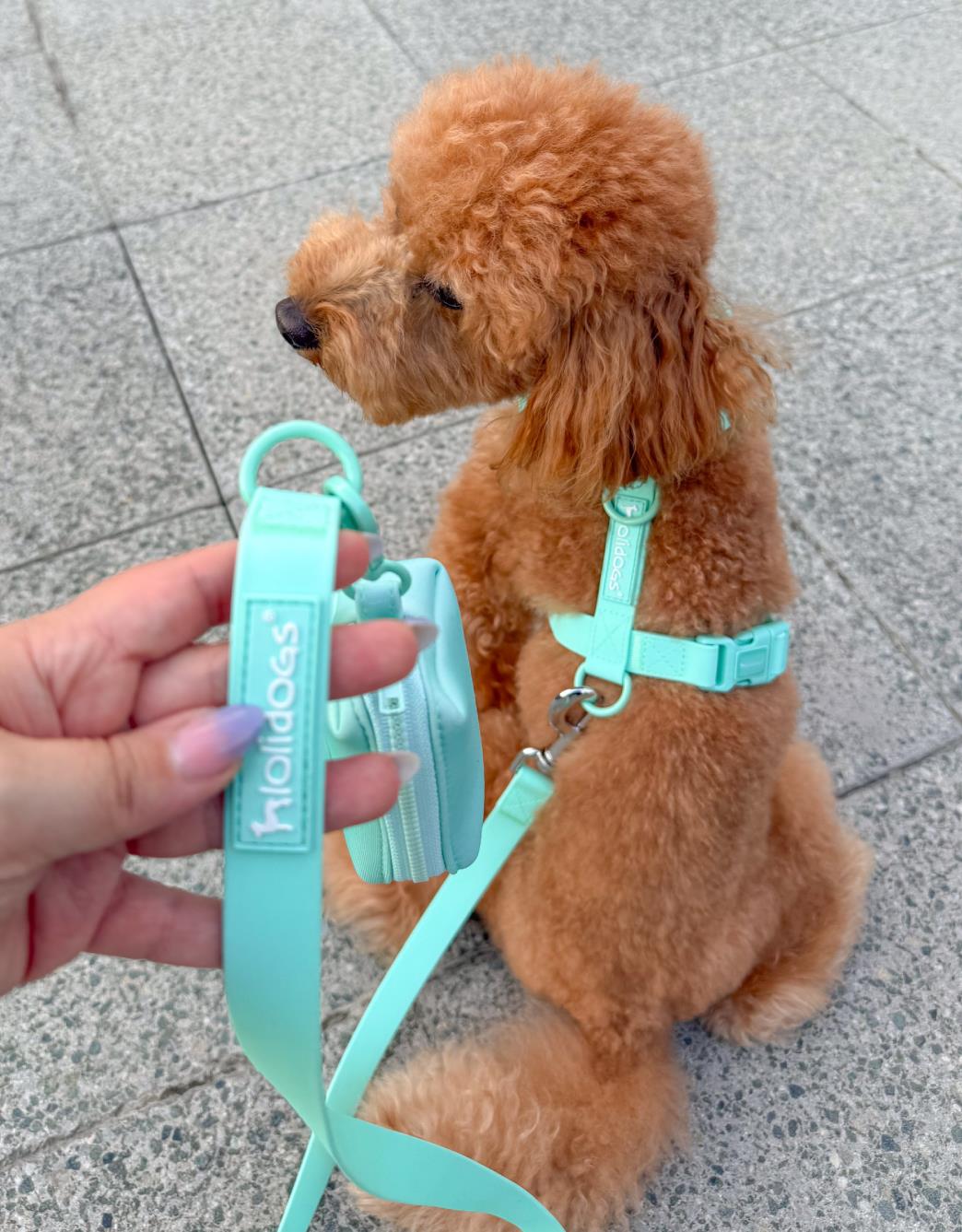 Lolidogs Dream Collection | Köpek Göğüs Tasması Minty