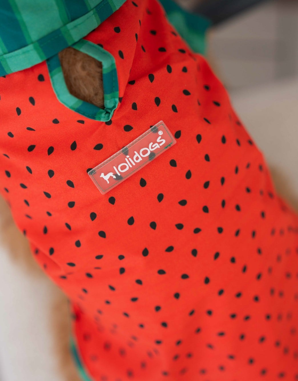 Lolidogs Köpek Gömleği | Watermelon Boy