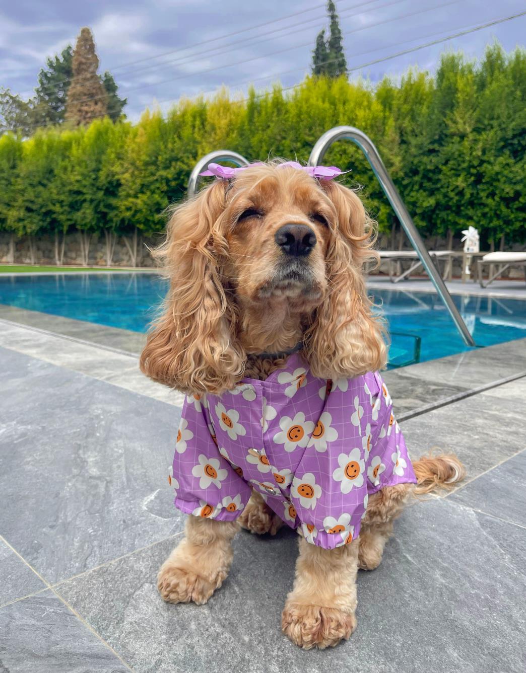 Lolidogs Köpek Yağmurluğu Daisy