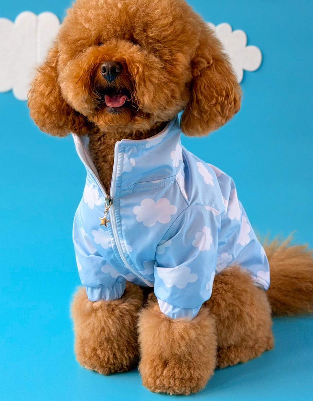 Lolidogs Köpek Montu | Cloud