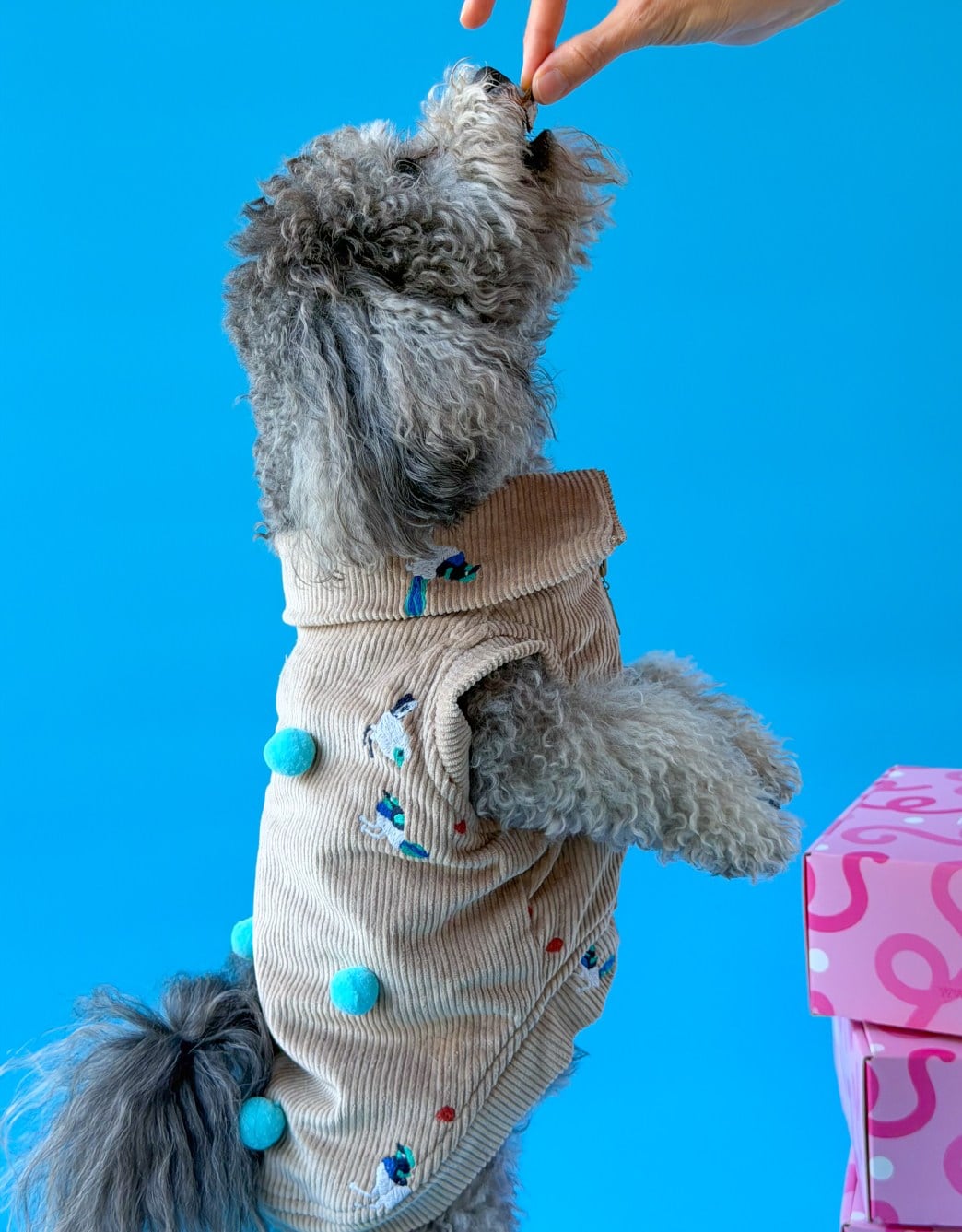 Lolidogs Köpek Montu | Poms