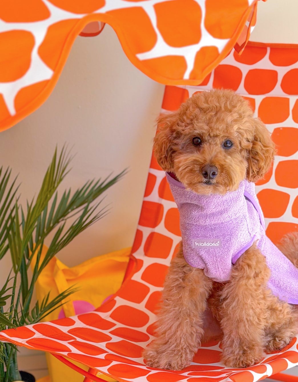 Lolidogs Lilac Köpek Bornozu Lila