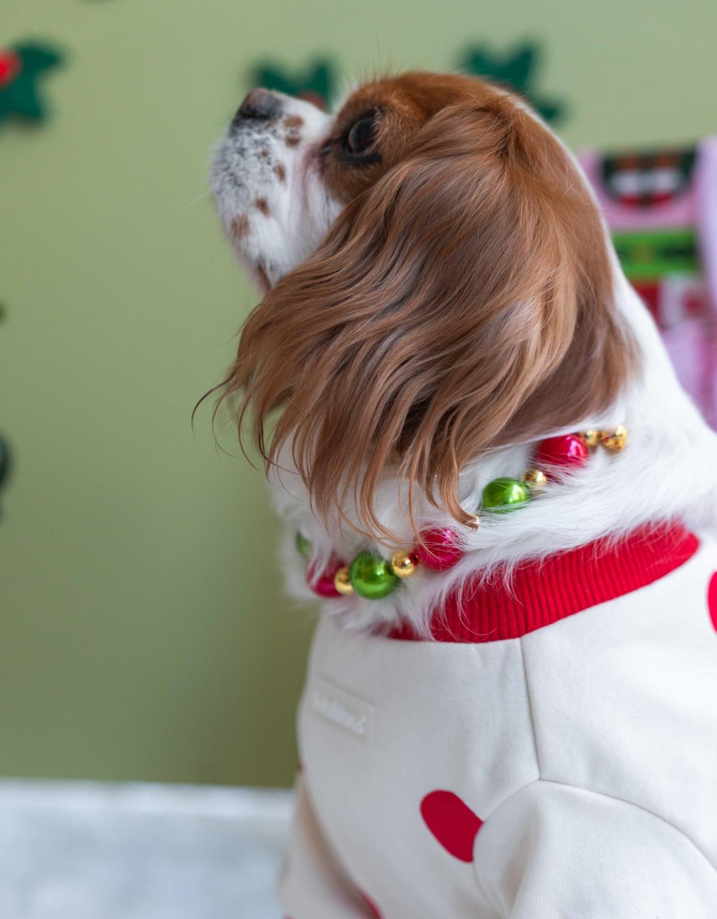 Lolidogs Köpek Kolyesi | Xmas