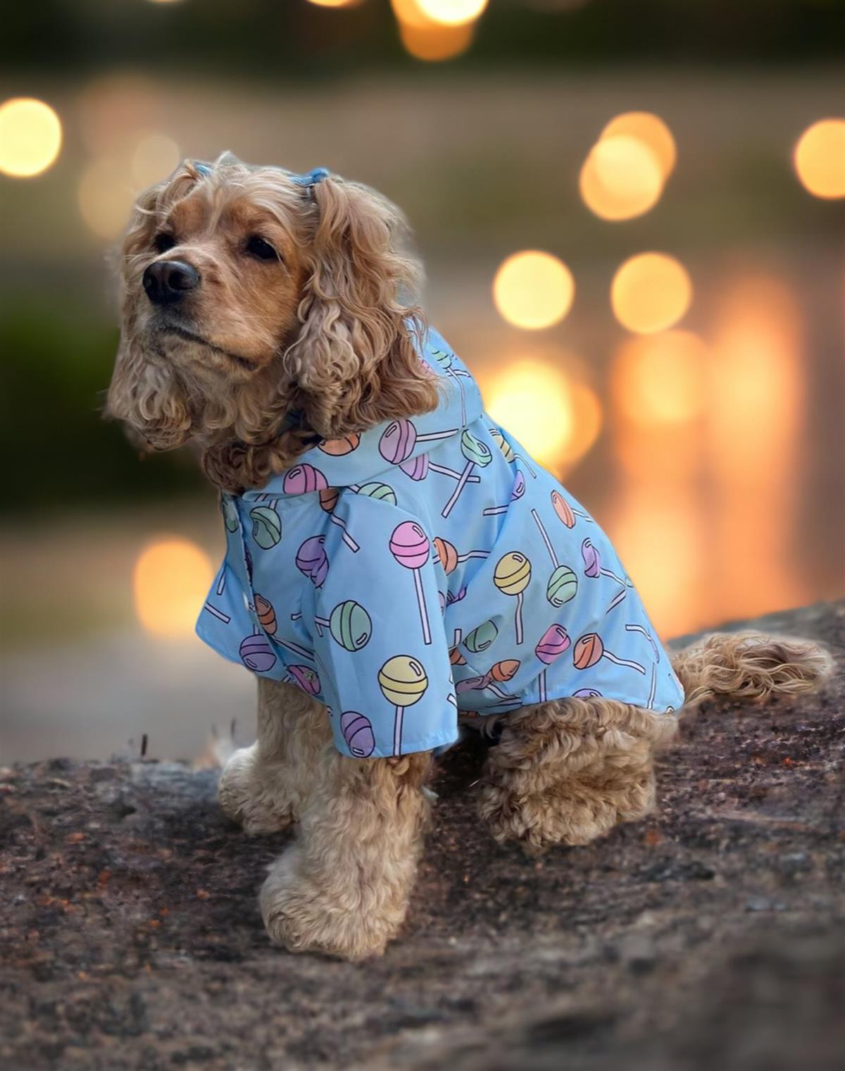 Lolidogs Köpek Yağmurluğu Loli