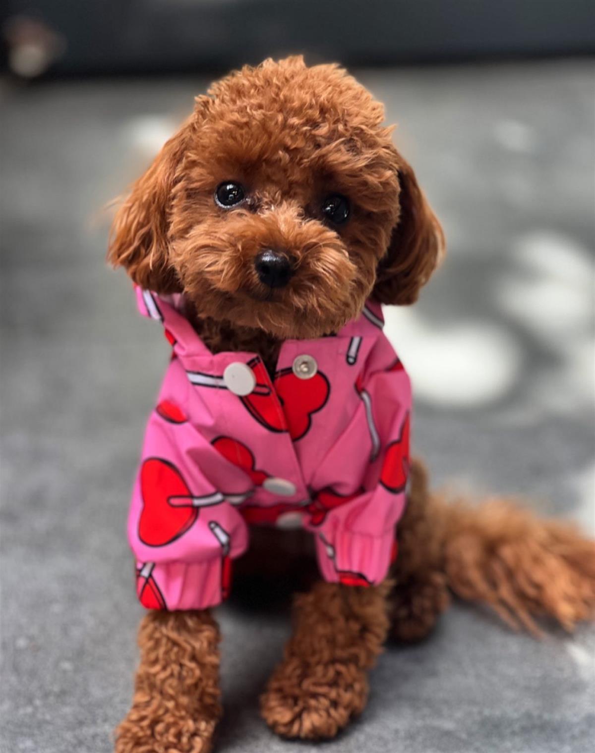 Lolidogs Köpek Yağmurluğu Lover