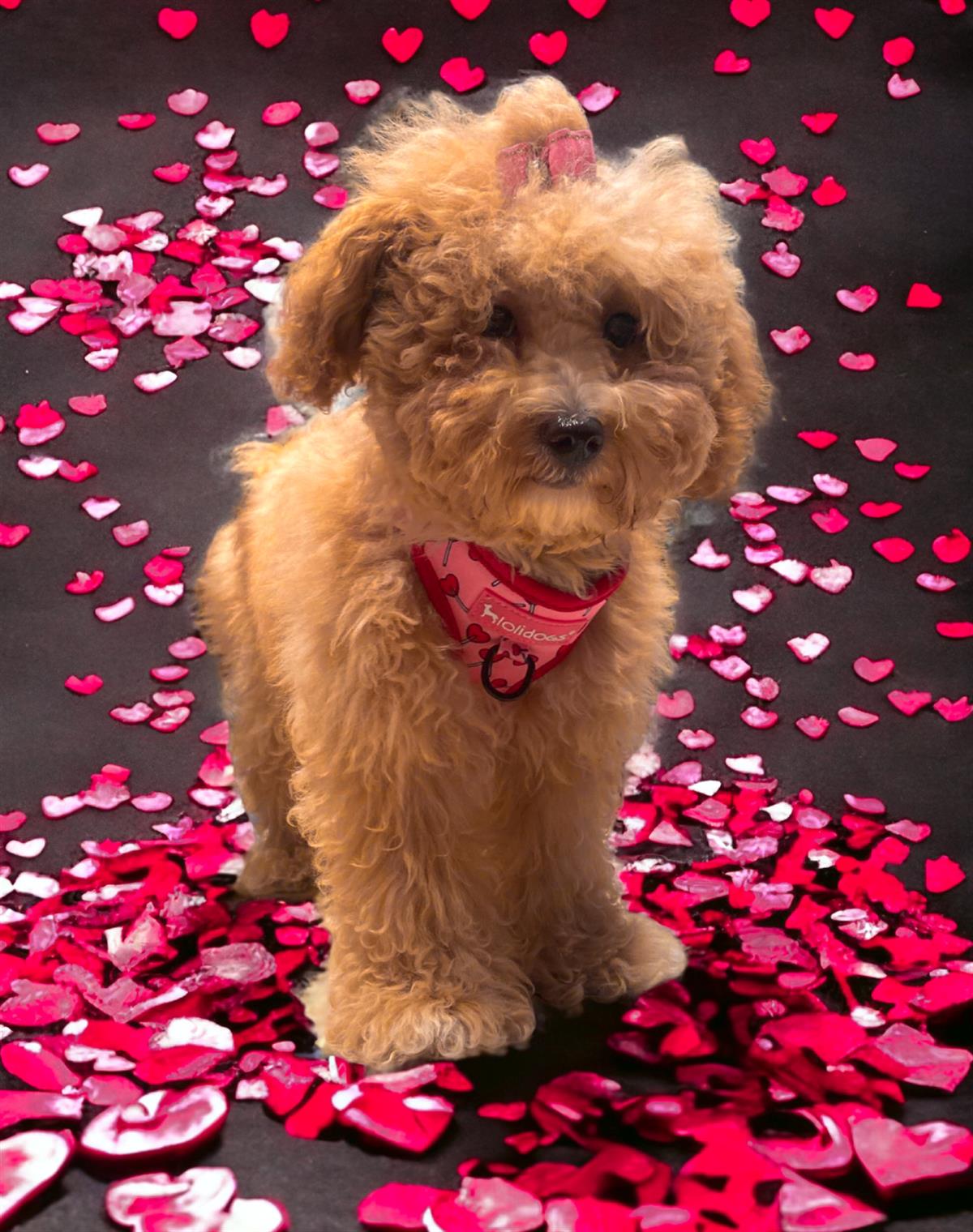 Lolidogs Lover Harness Set