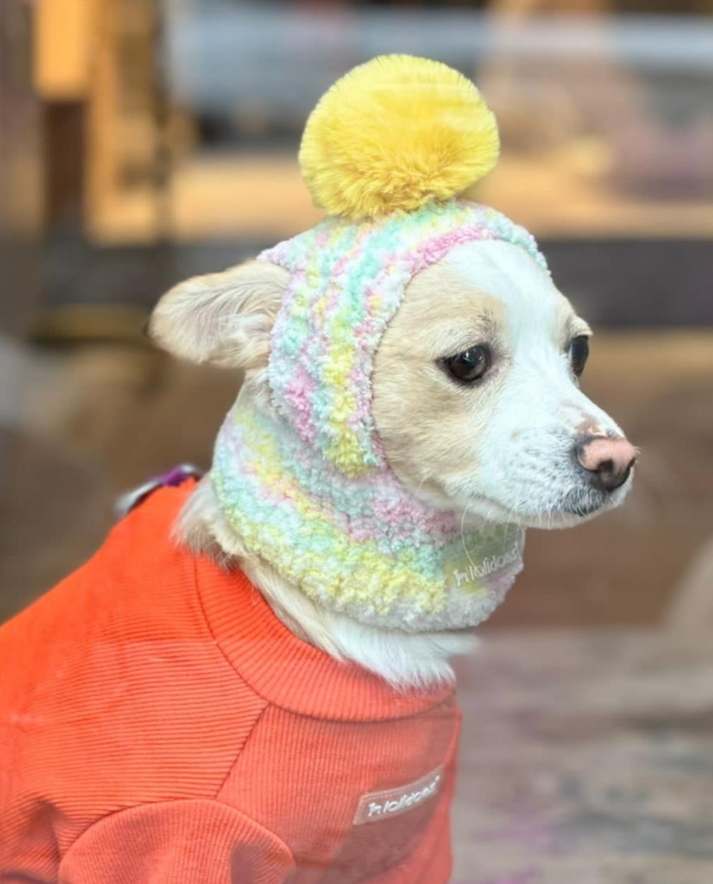 Lolidogs Örgü Köpek Beresi Batik Sarı
