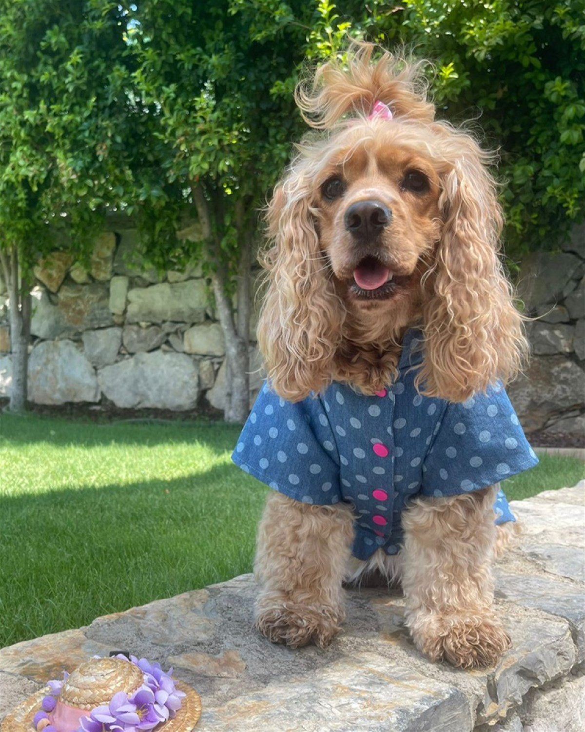 Lolidogs Puantiye Desenli Köpek Kot Ceket Barbie