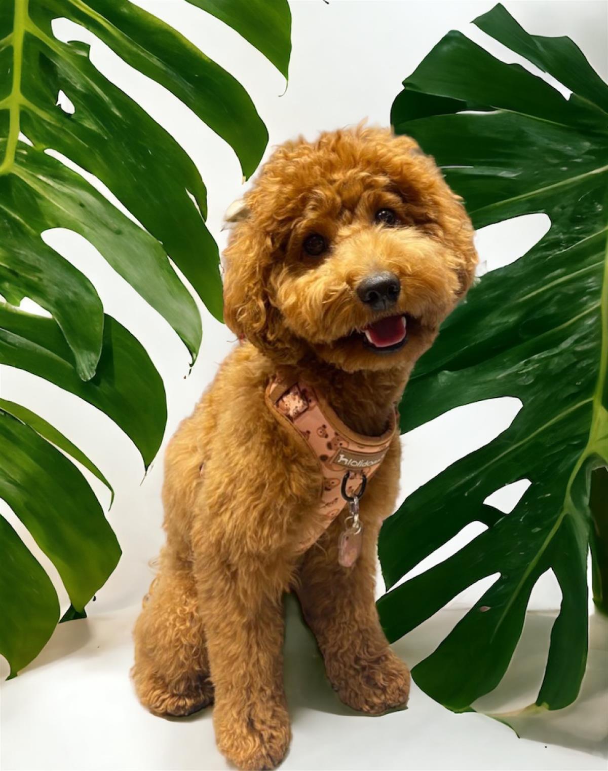 Lolidogs Teddy Harness Set