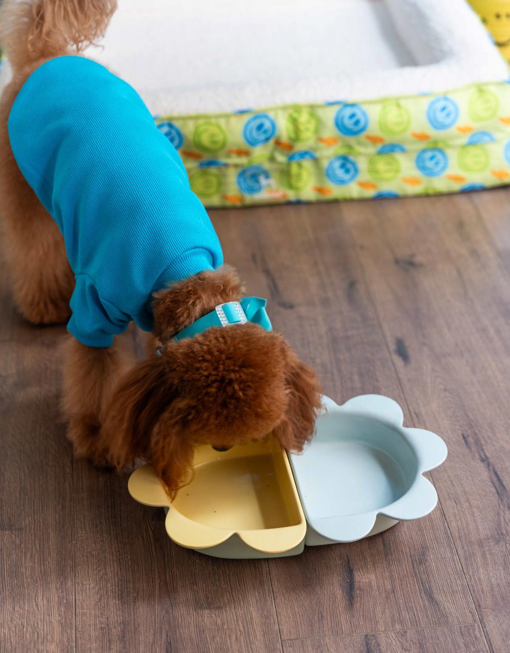 Lolidogs Köpek Seramik Mama ve Su Kabı | Daisy Lemon
