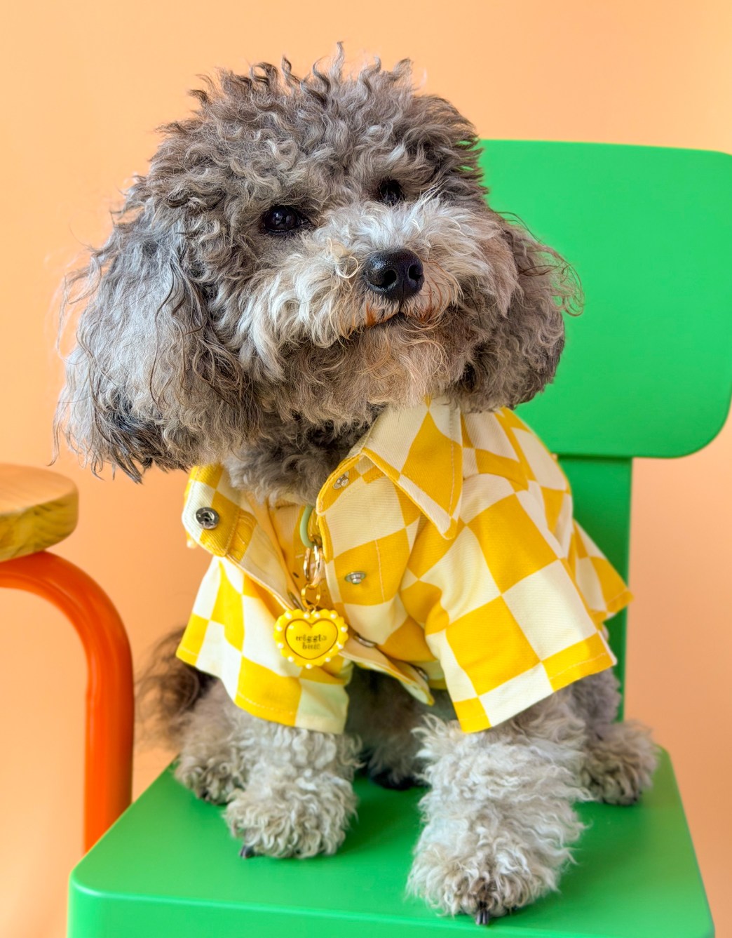 Lolidogs Köpek Ceketi | Checkerboard