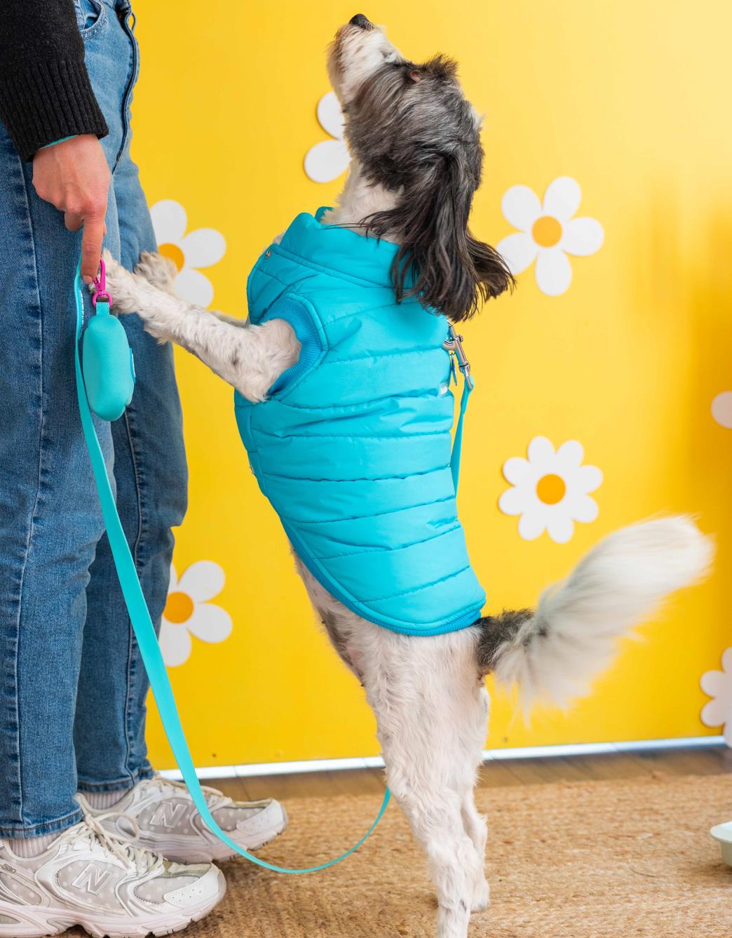 Lolidogs Puffer Köpek Montu | Ocean