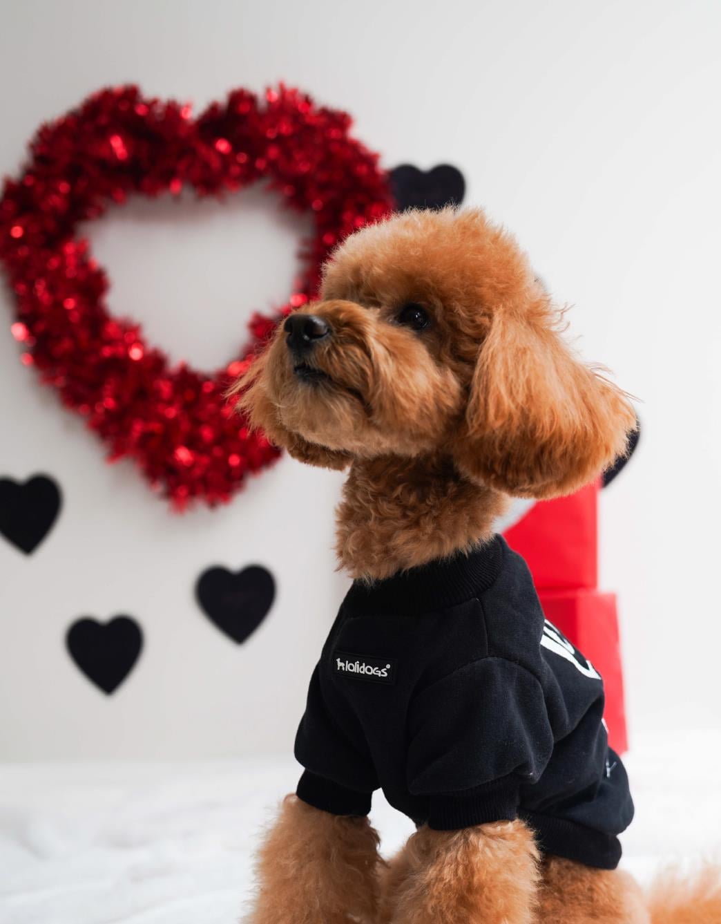 Lolidogs Love at First Bite Nakışlı Köpek Sweatshirtü
