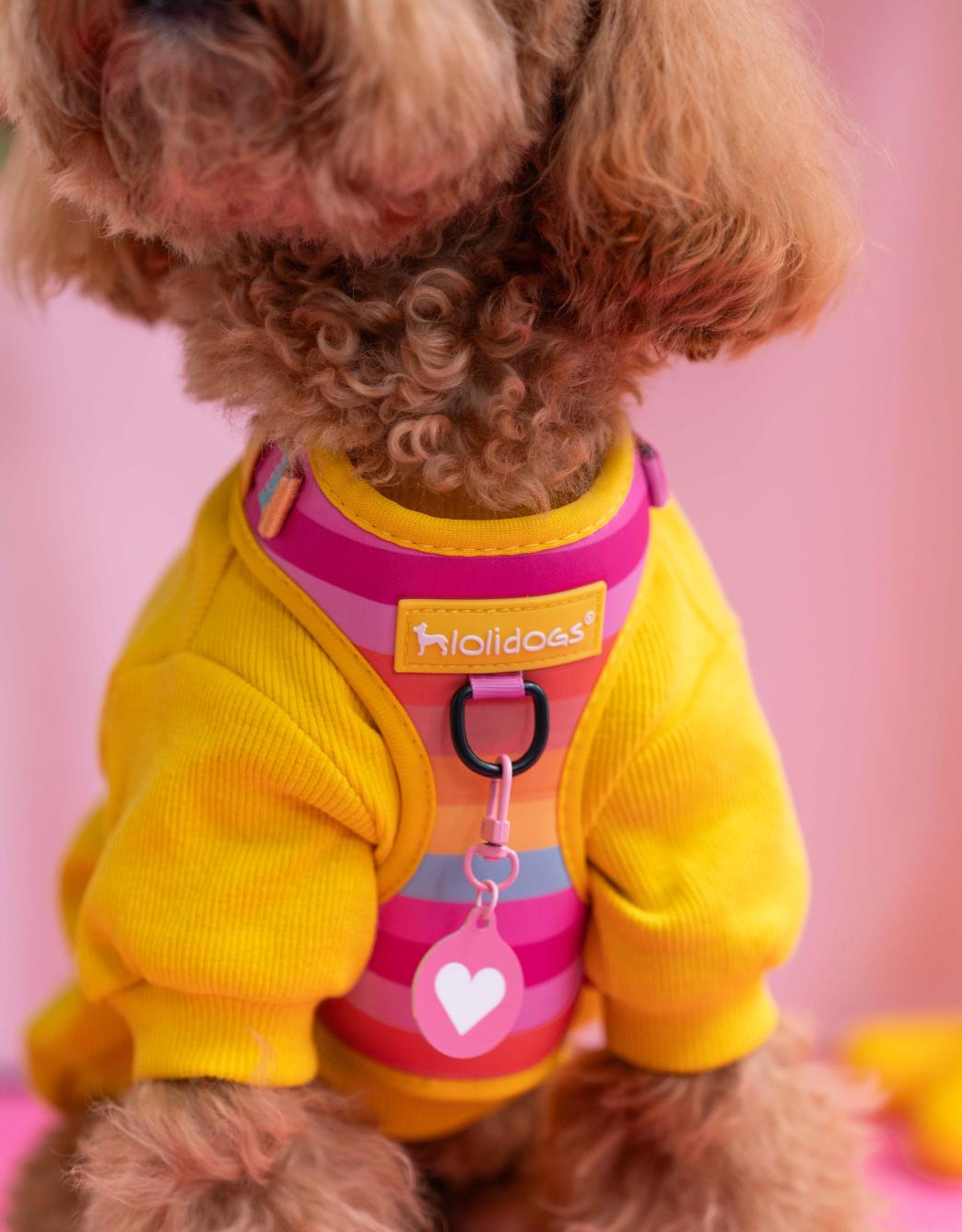 Lolidogs Köpek Göğüs Tasması ve Kayış Seti | Rainbow