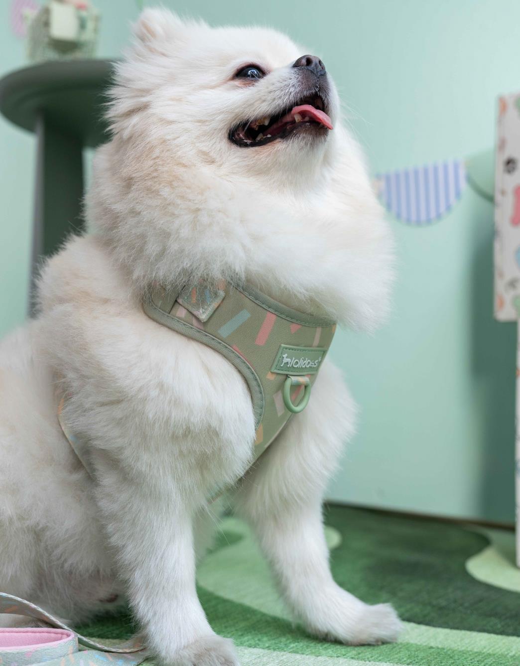 Lolidogs Köpek Göğüs Tasması ve Kayış Seti | Sprinkle