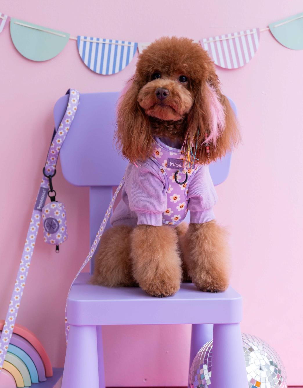 Lolidogs Köpek Göğüs Tasması ve Kayış Seti | Daisy