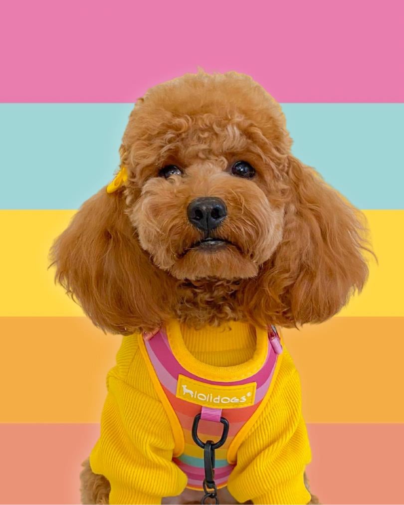 Lolidogs Rainbow Harness Set