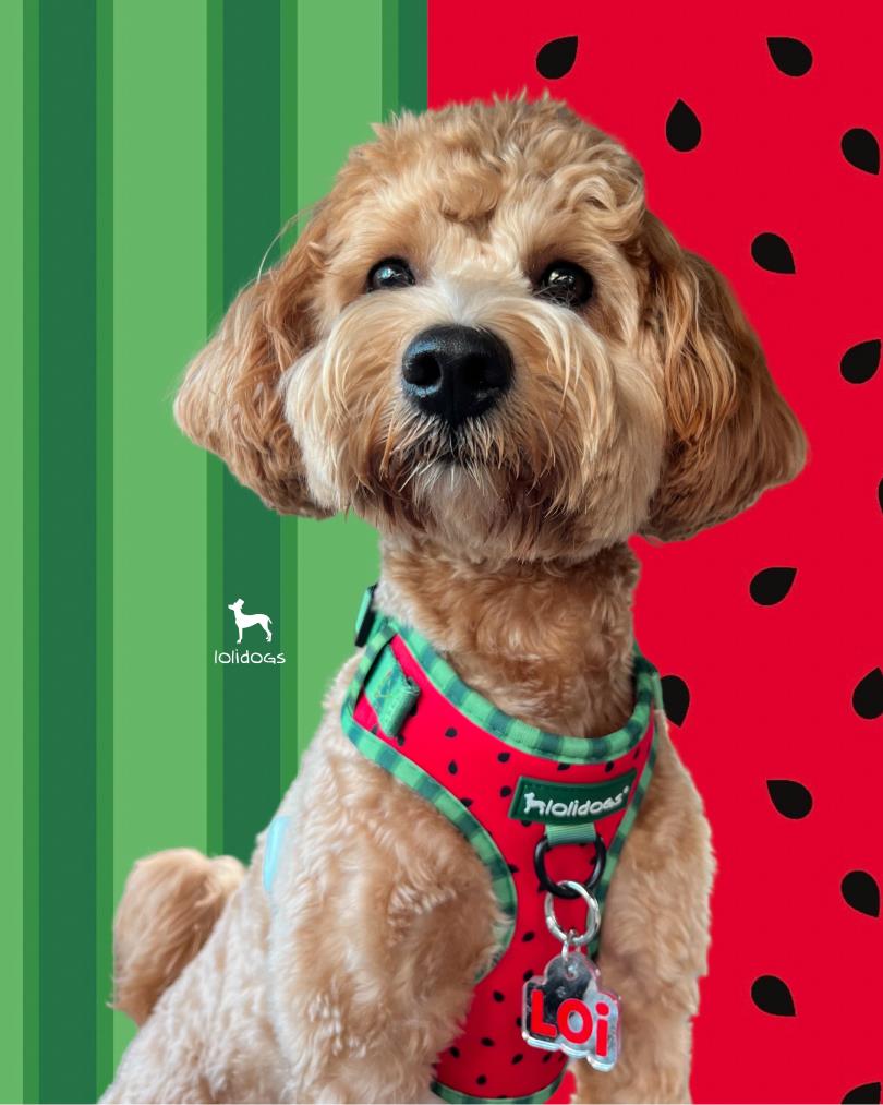 Lolidogs Watermelon Harness Set