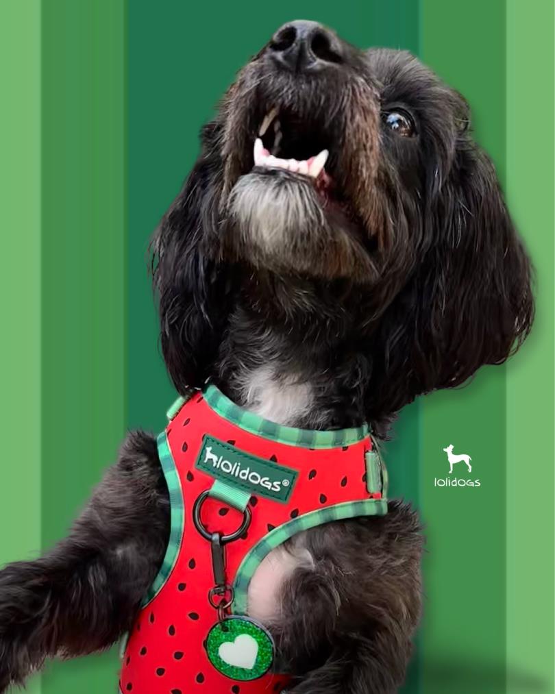 Lolidogs Watermelon Harness Set