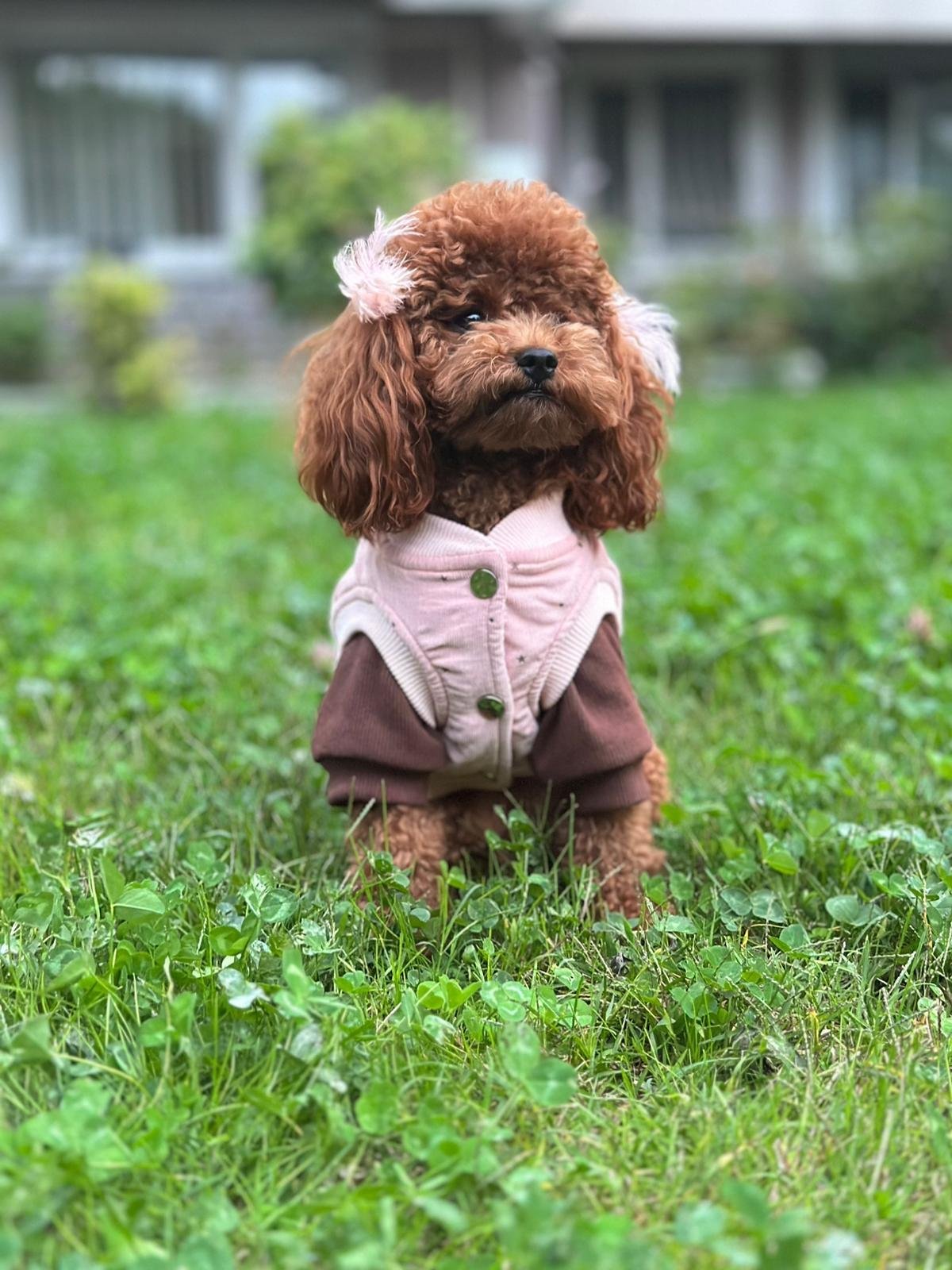 Lolidogs Kadife Köpek Montu | Blush